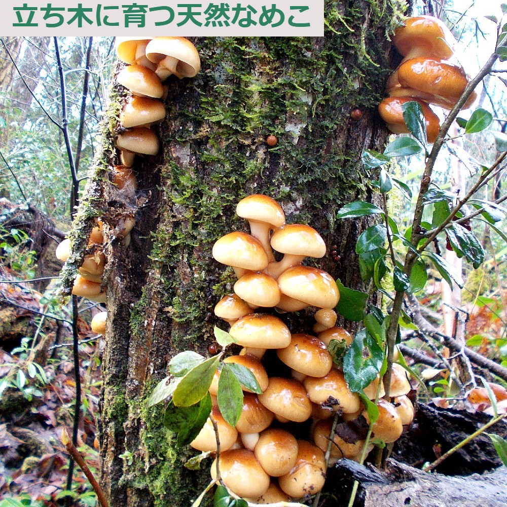 【予約受付】 おいしい天然なめこ きのこ 1kg以上 天然ならではの味と風味をどうぞ 山形産(sweetpool gardenさん)のメインイメージ